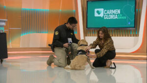 Conmovedor capítulo de “Carmen Gloria a tu Servicio”: Rindió homenaje a Emma, perrita de la PDI que se jubila tras siete años de servicio