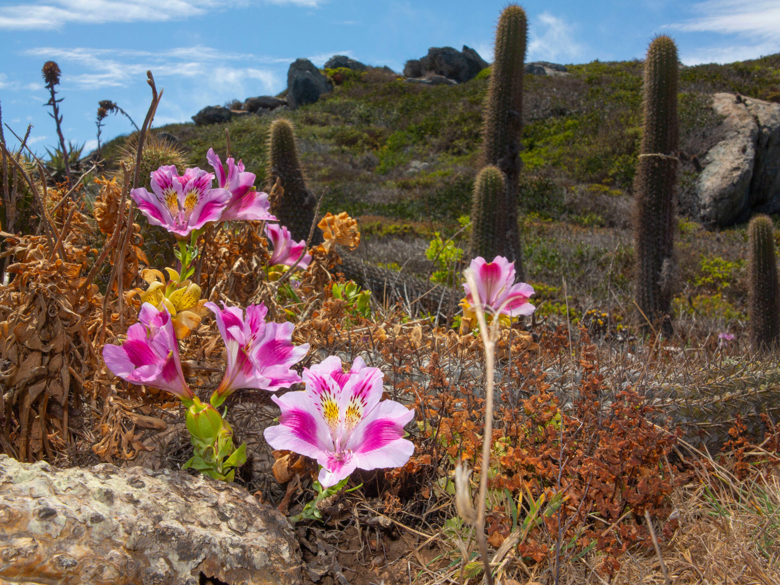 Gtd presenta “Mi Vecino el Desierto”: documental que revela los secretos del Desierto Florido