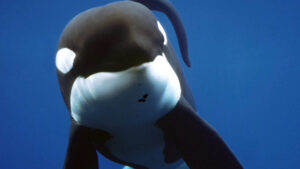 HBO Max: Keiko la ballena de “Liberen a Willy” tendrá su propio documental